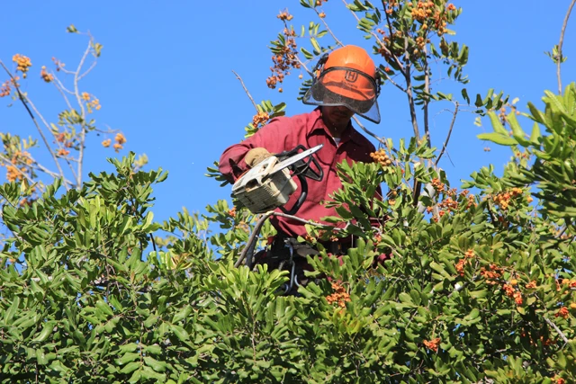  tree service encino