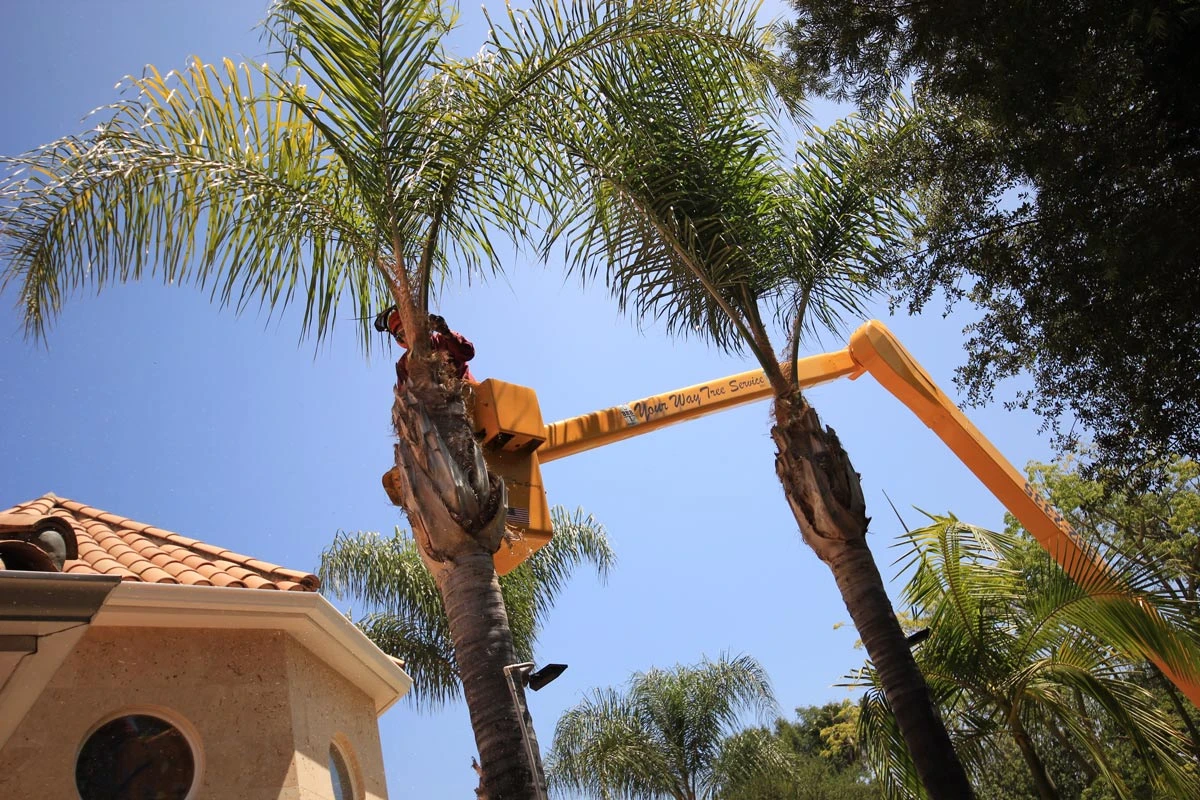 crown reduction tree trimming arizona