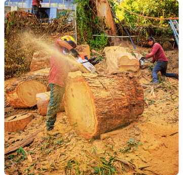 los angeles tree trimming