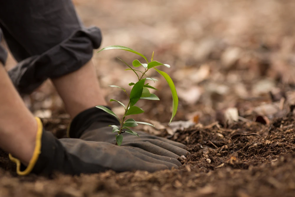 Tree Planting Service Tree Planting Service