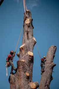 Crane Assisted Tree Removal 3 Crane Assisted Tree Removal 3