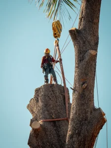 Crane Assisted Tree Removal 2 Crane Assisted Tree Removal 2