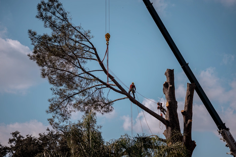 Crane Assisted Tree Removal Crane Assisted Tree Removal