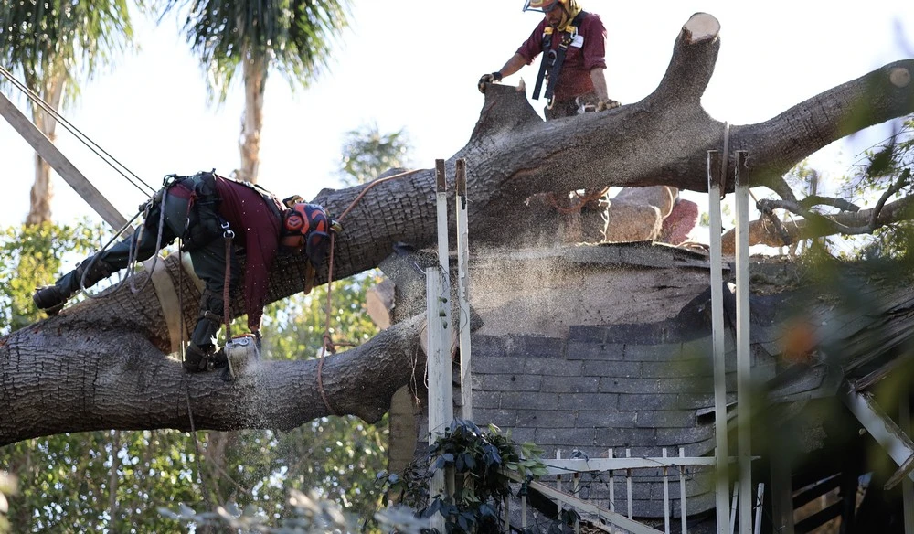 emergency tree service