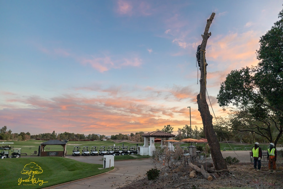 Golf Course Tree Removal Golf Course Tree Removal