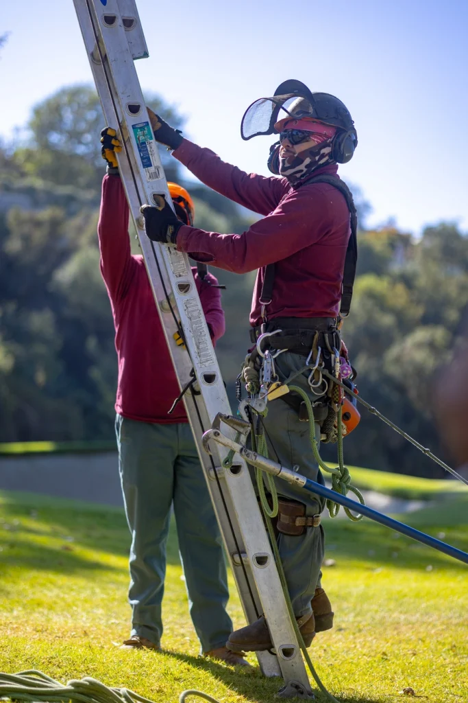Golf Course Tree Maintenance & Removal golf courses