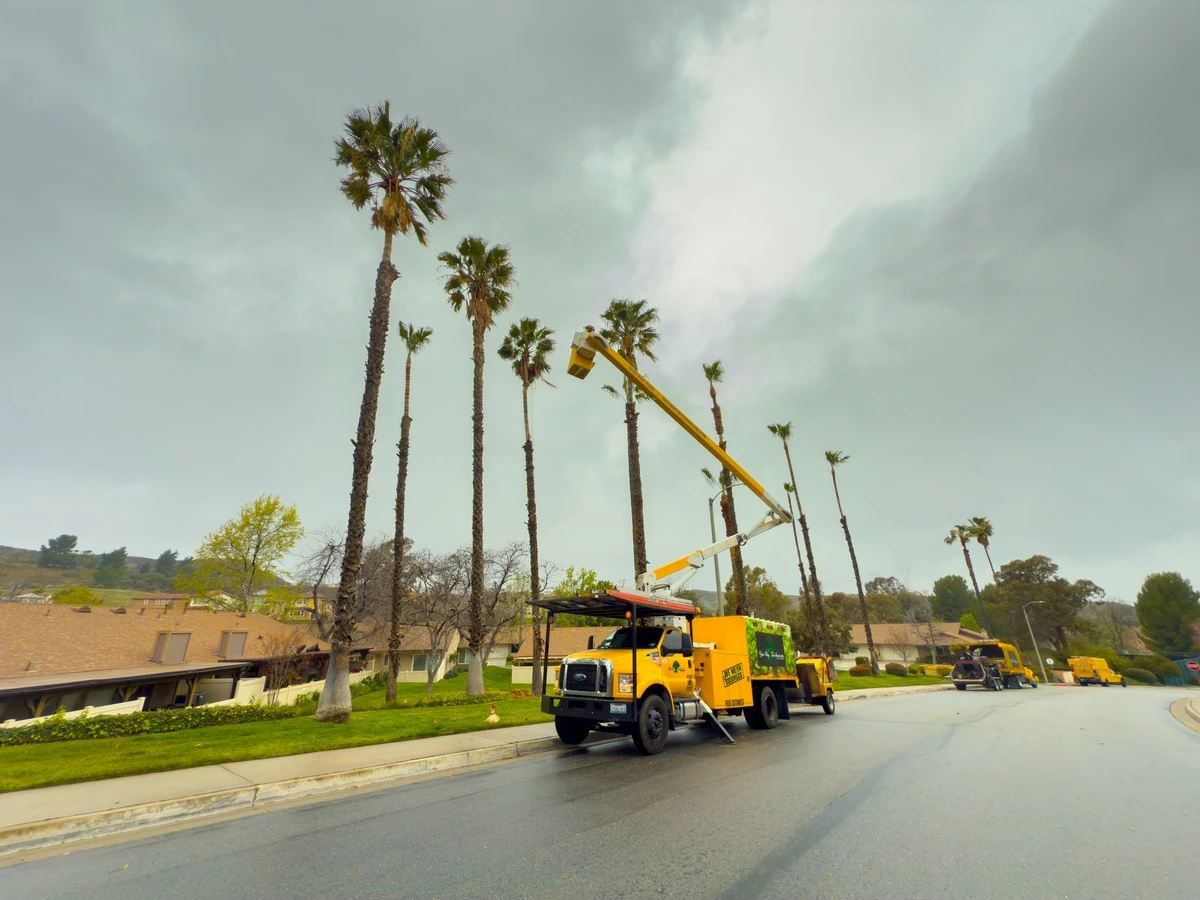 Palm Trees Skimmed, Trimmed or Removed