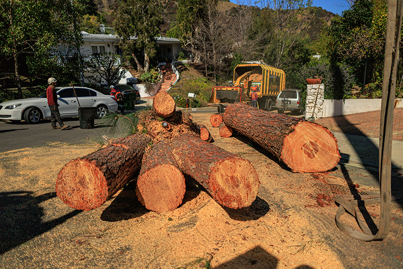 Residential Tree Services Residential Tree Services