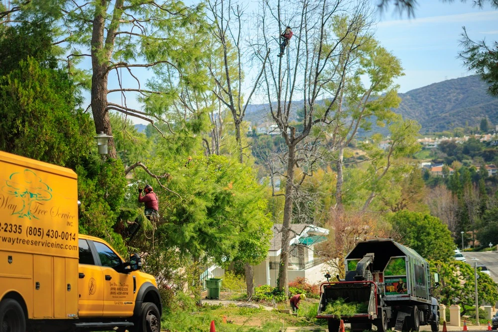 tree trimming arizona