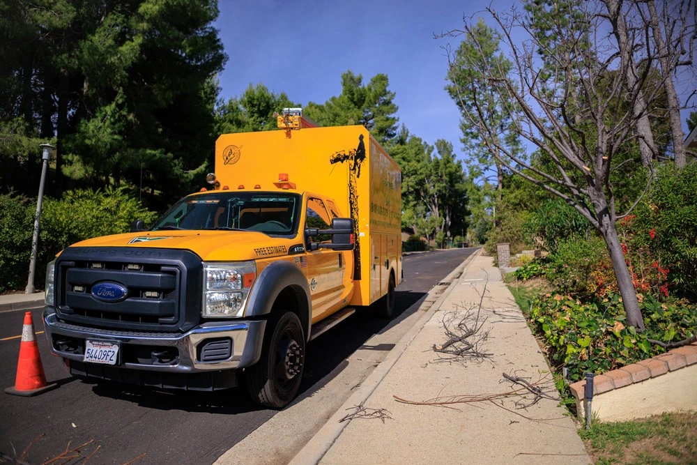 tree trimming san fernando valley
