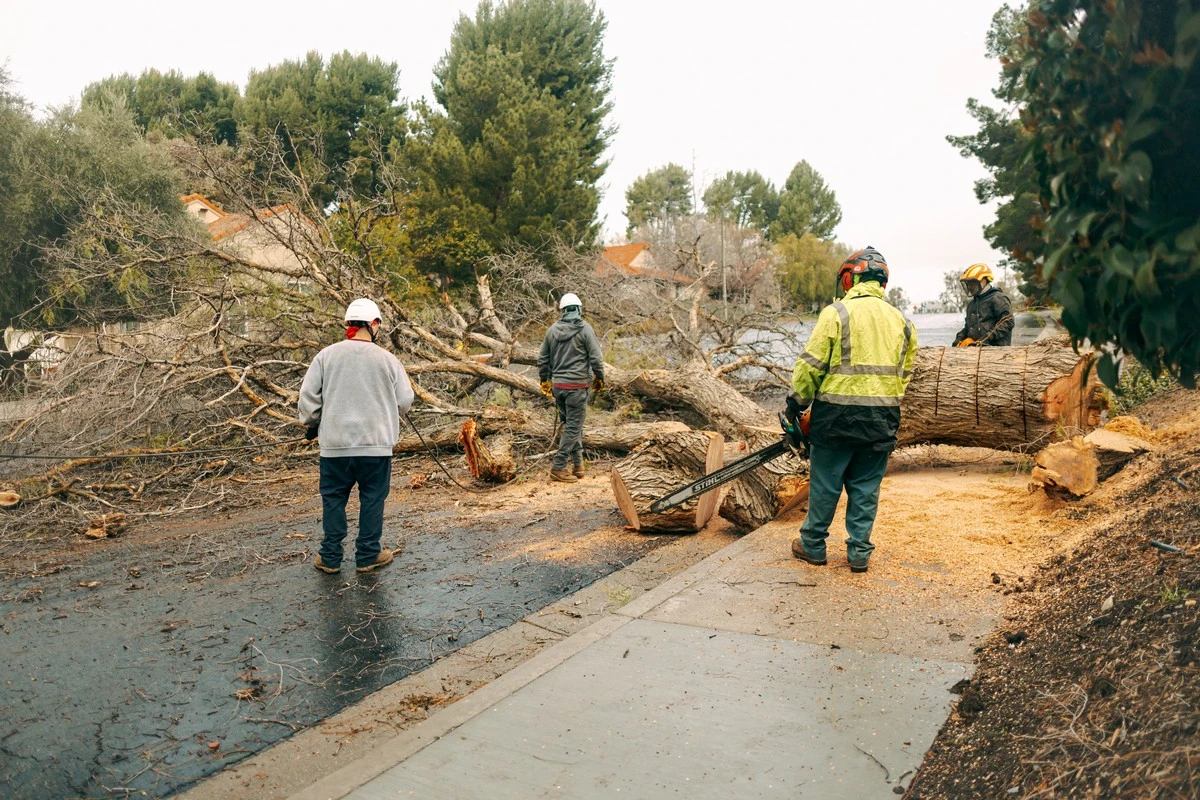 our professional tree removal process