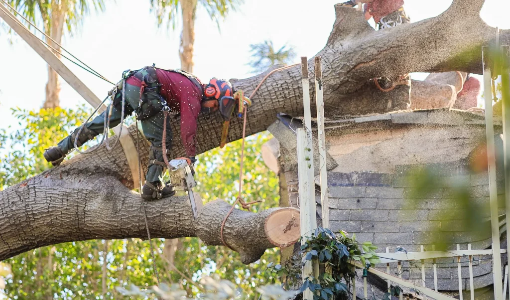 Storm Damage Service