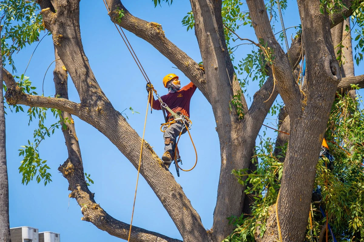 tree trimming in arizona your way tree care